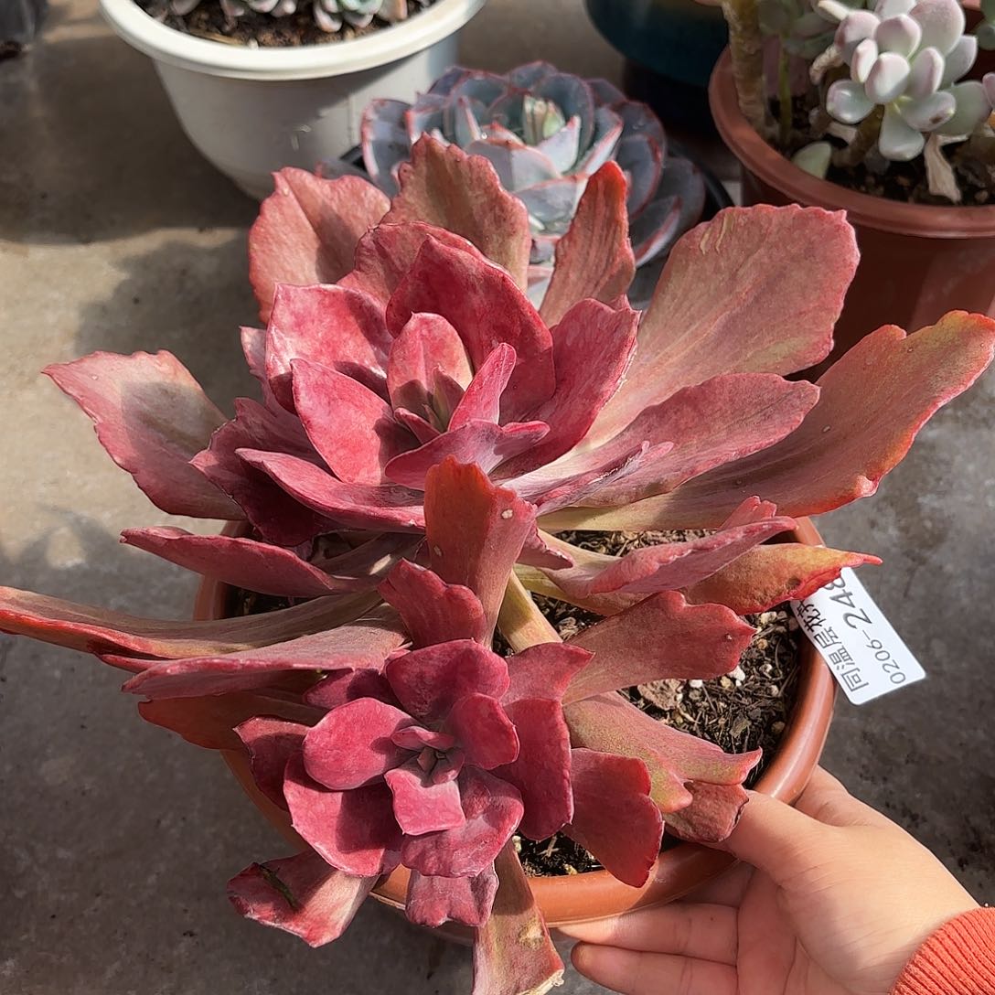 同温层多肉钻石锦248