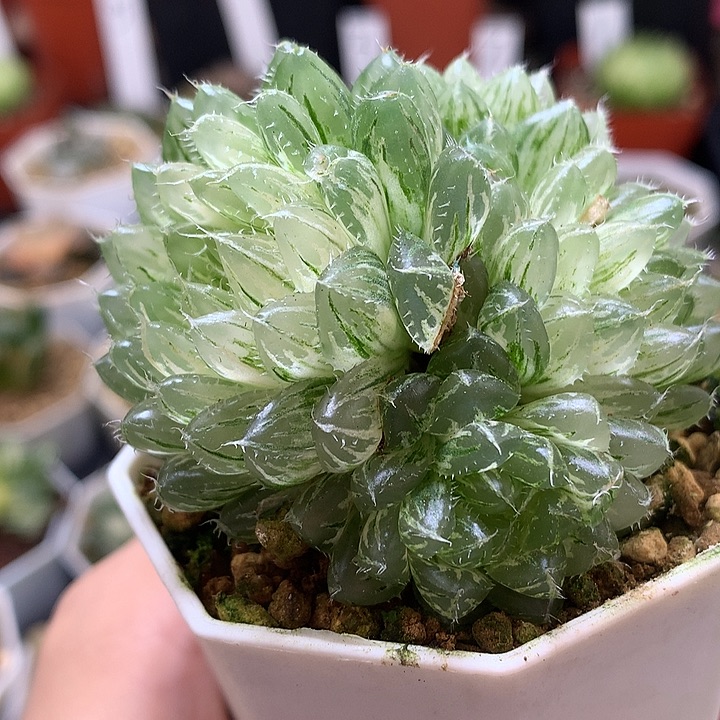 翠云玉露锦带盆土法是我