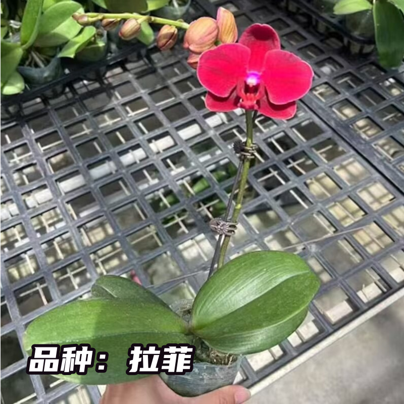 拉菲3.0爆根苗壮苗蝴蝶兰苗好养活正红色高级感网红蝴蝶兰盆栽