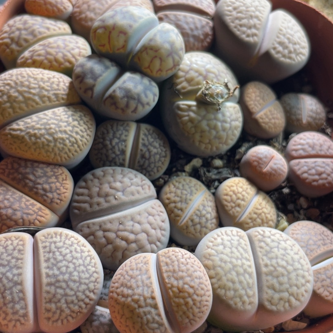 大盆特价一物一拍～15