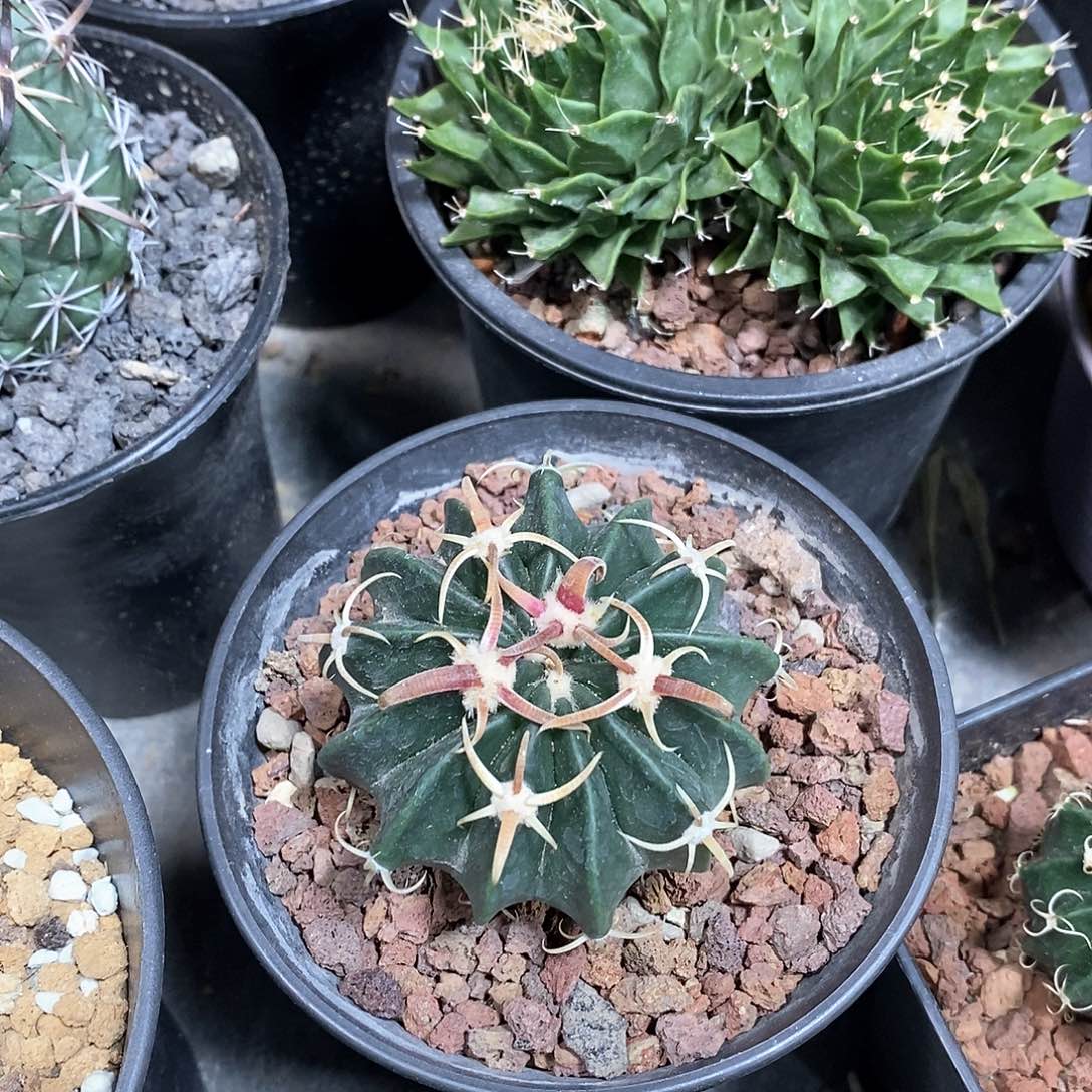 风**起实生武藏凌波仙人球