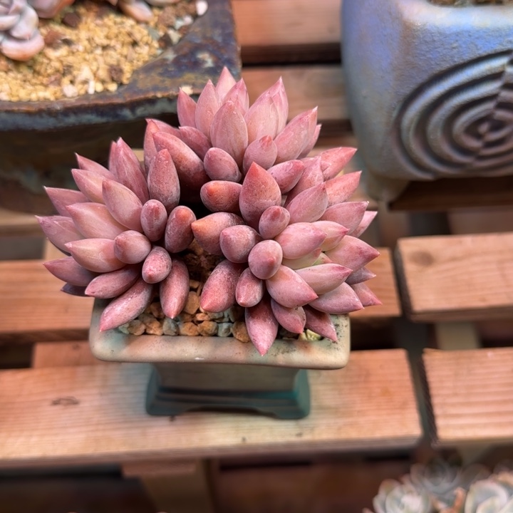 流沙虞美人z z z z z z z