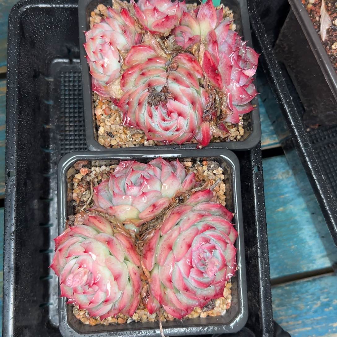 多肉一物一拍-0124-364