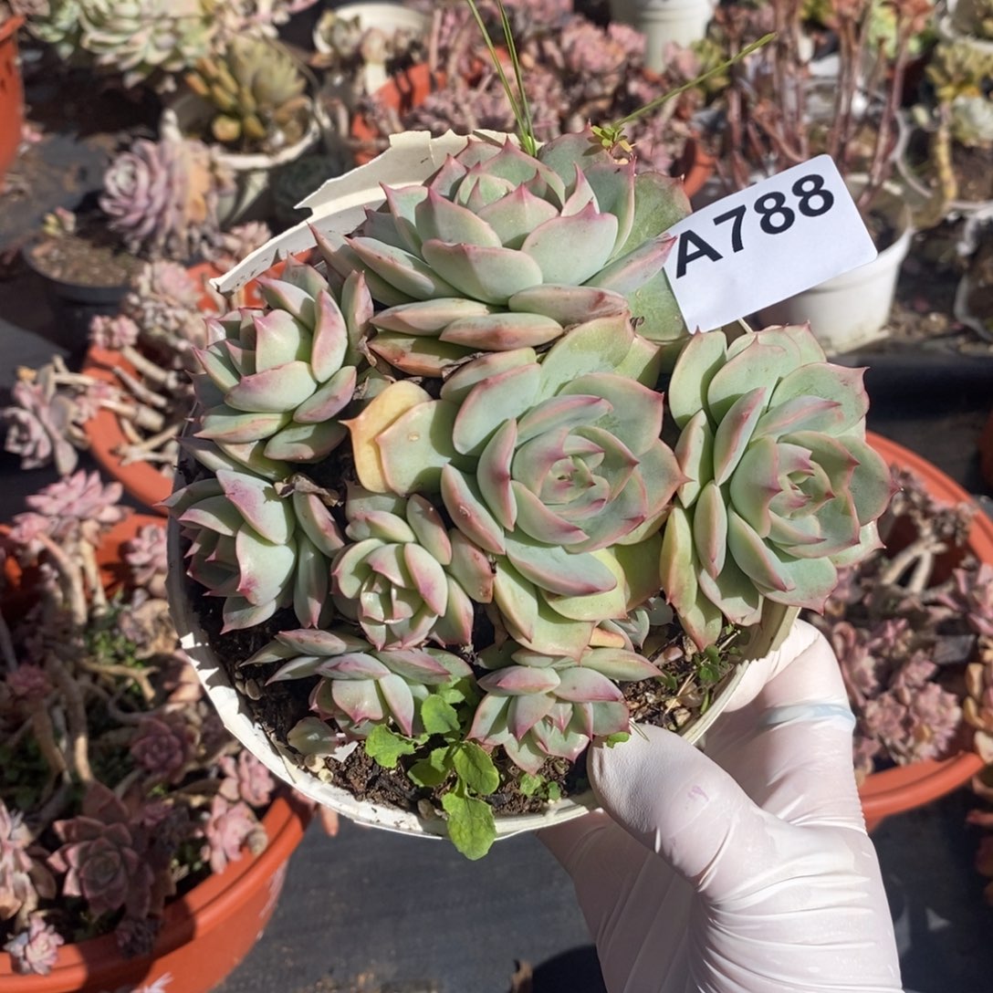 788粉色提示一物一拍