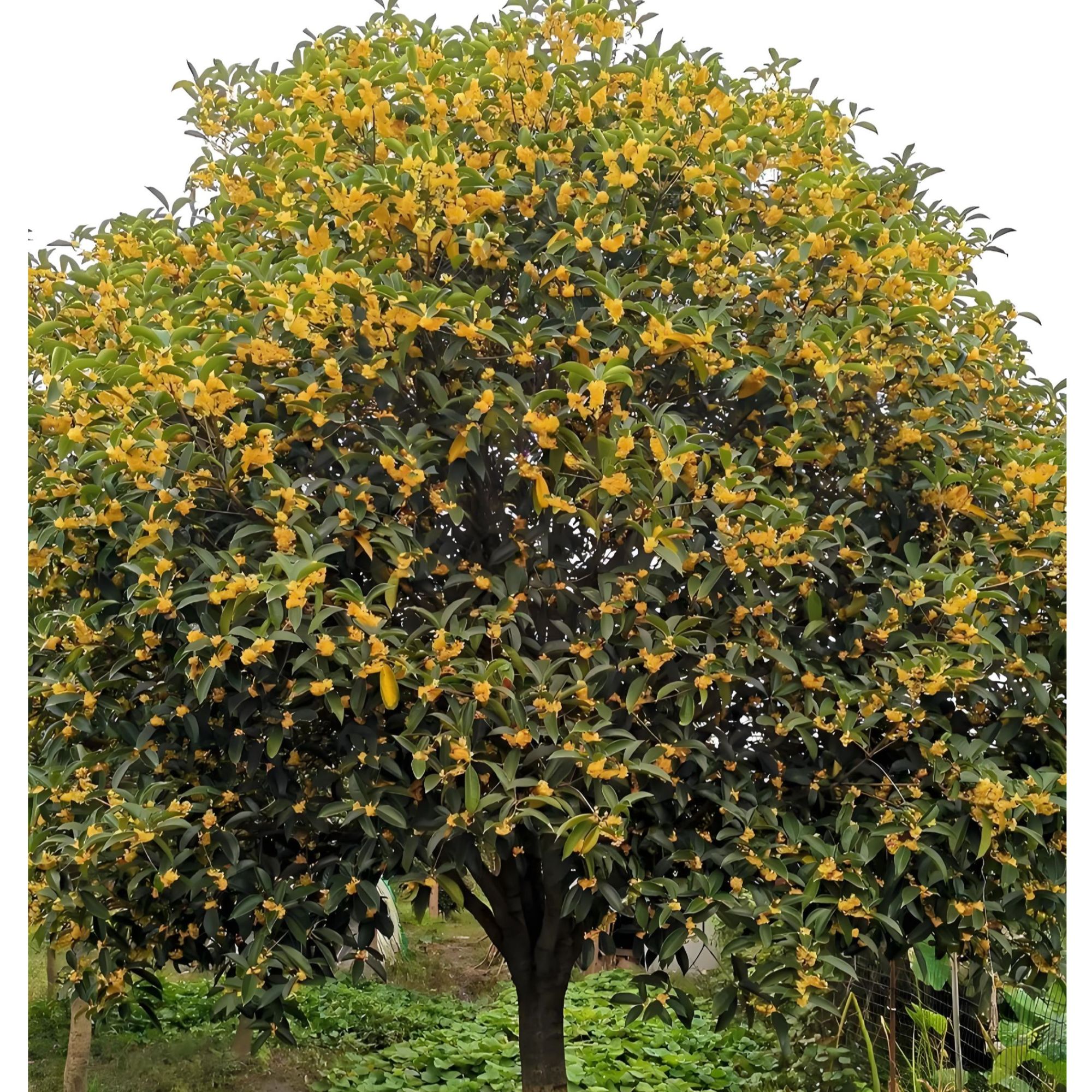 桂花树盆栽庭院地载浓香型金桂桂工程绿化征地桂花大树