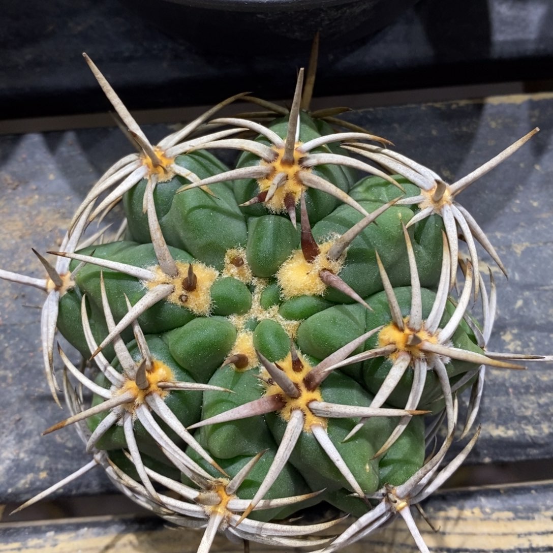 实生五十玲碧岩玉8.5cm
