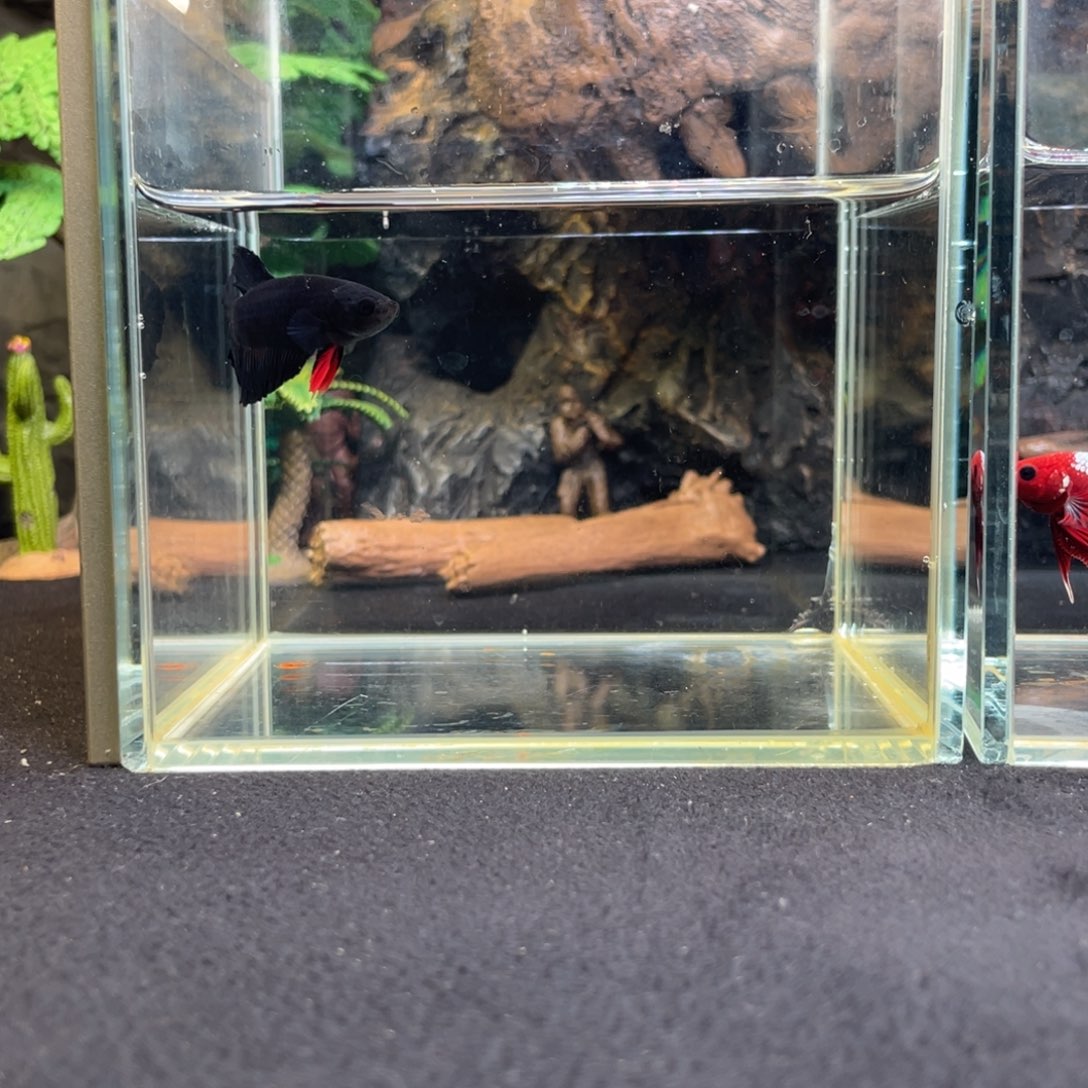 斗鱼十一月十九日竞价