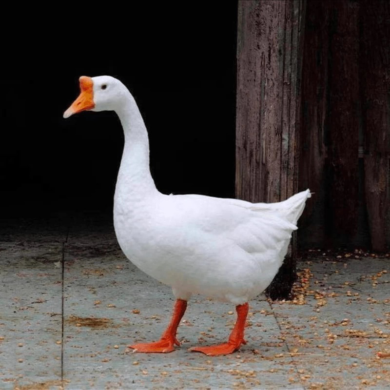 农家散养大白鹅现宰现杀新鲜鹅肉土鹅青年鹅瘦肉多农家干净