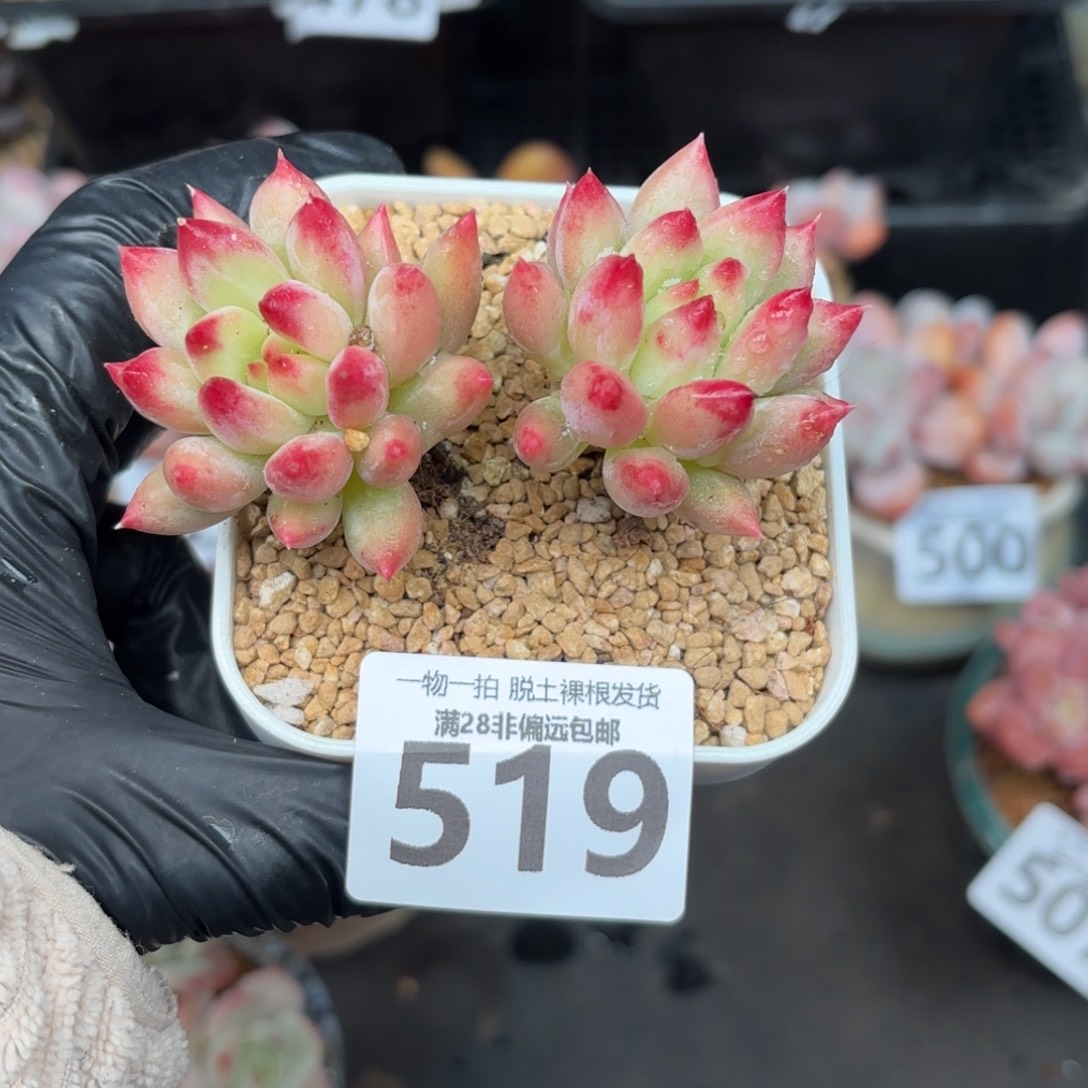 岩字虞美人无盆土发货