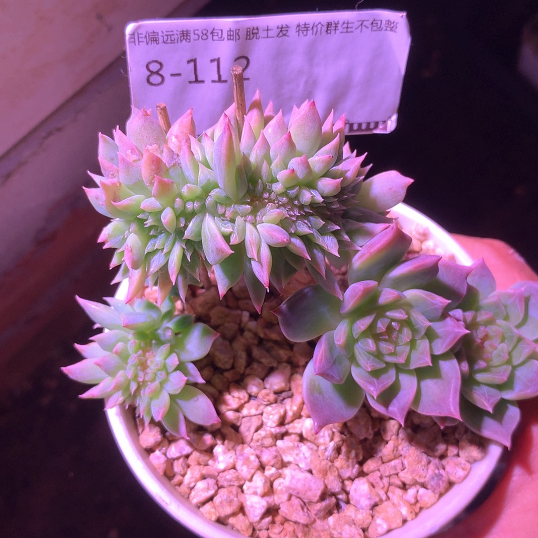 暗纹冰魄小树缀化老桩