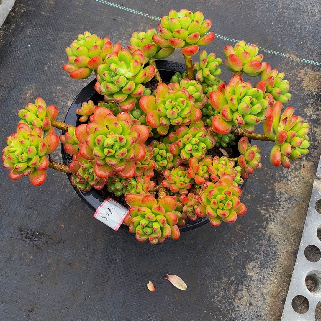 香格里拉多肉植物中群