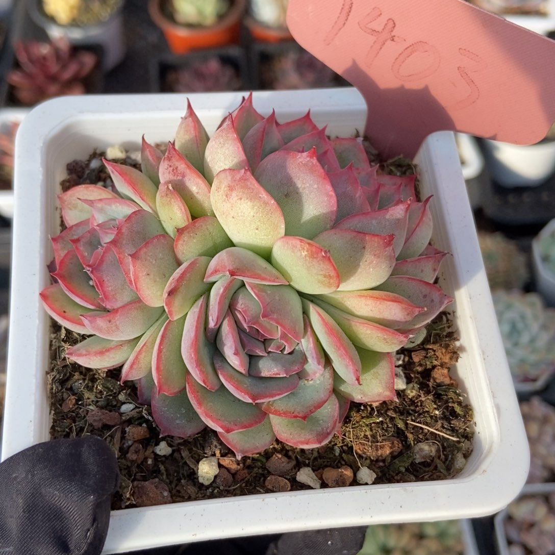 1403侧影多肉植物