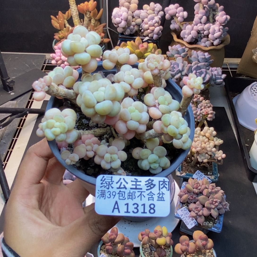 318花朵鱼子酱多肉7c m