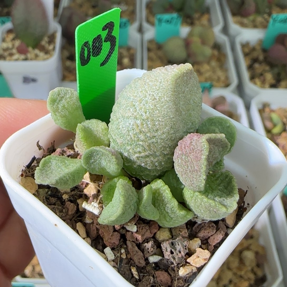 编号083底叶插，四方盆发