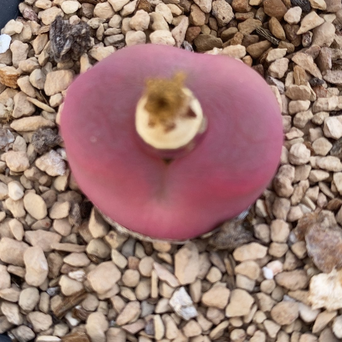 291母本带盆一颗。   