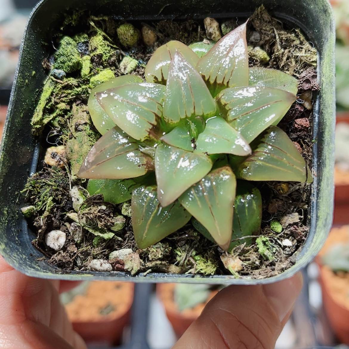 【闪购商品】红纹寿