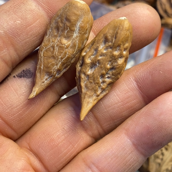 文玩核桃吊坠拿姐104