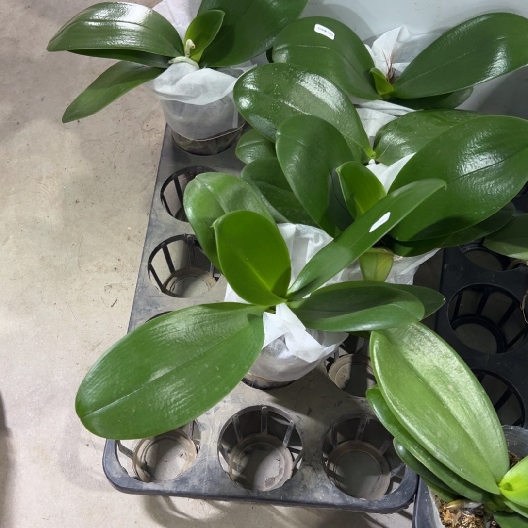 当前无花栽培后可以开花半*轩333香恋博格丽瑕疵苗