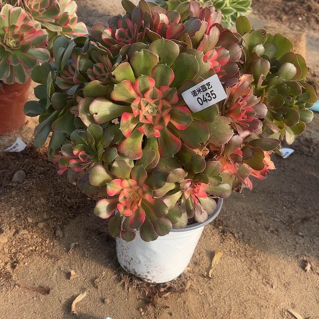 香妃阴阳多肉植物435