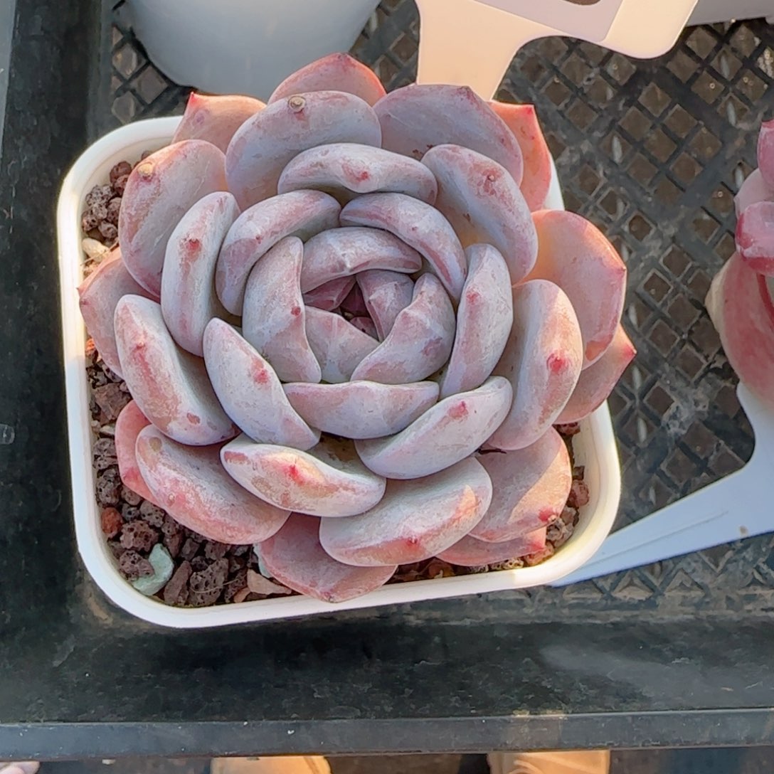 多肉植物0903………@