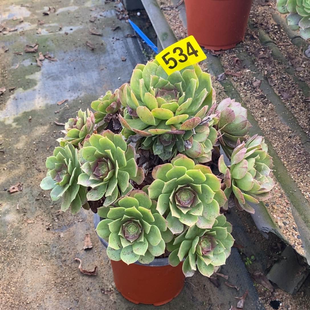 万圣节多肉法师534