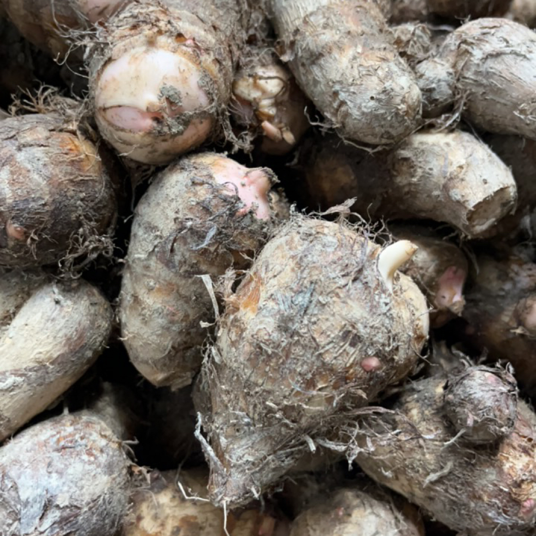 江西赣南农家新鲜现挖芋仔嫩滑可口当季应季蔬菜