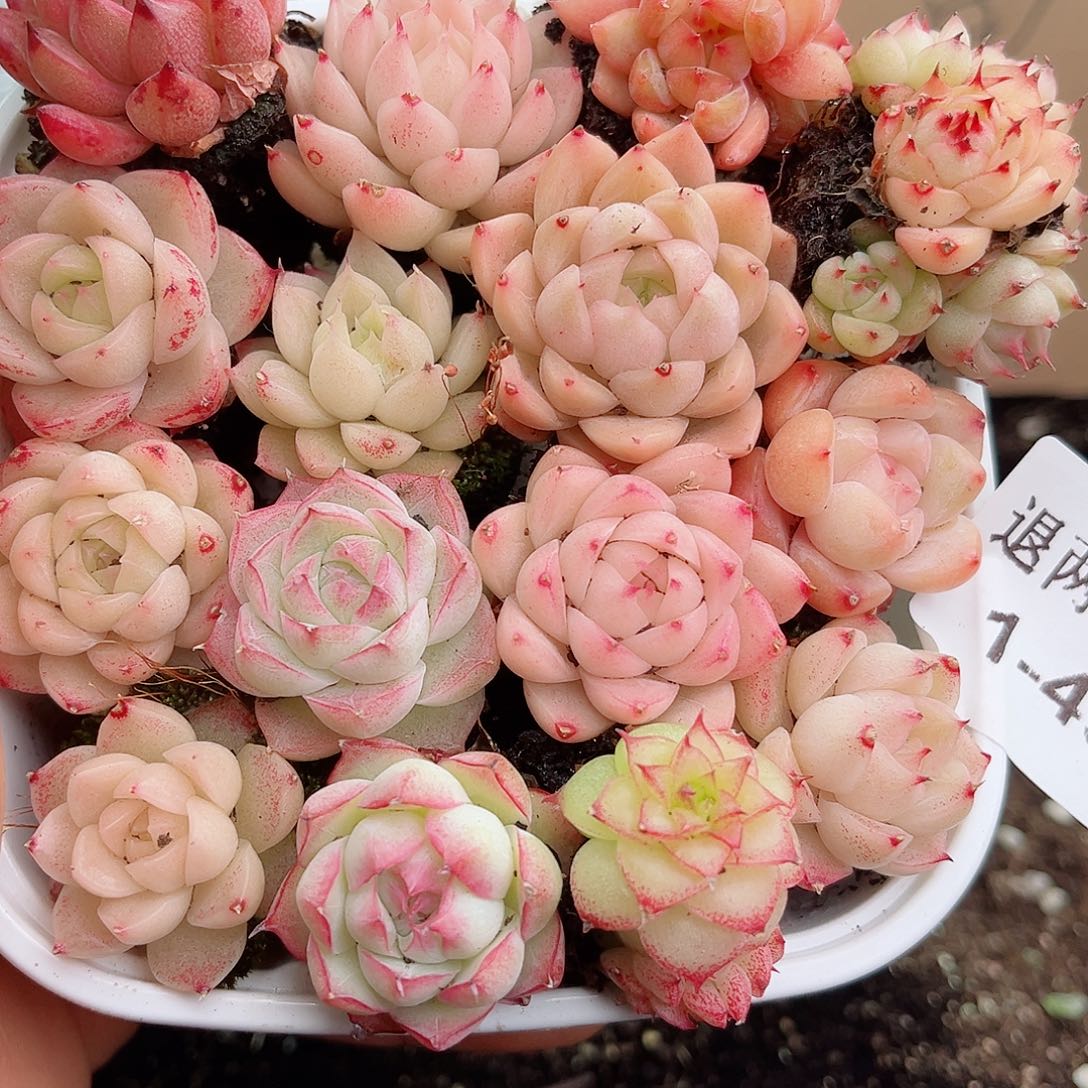 1-490 新疆西藏内蒙不发12.8包邮2-3公分多肉