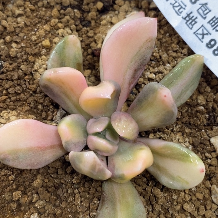 505丘比特锦霜中班单头