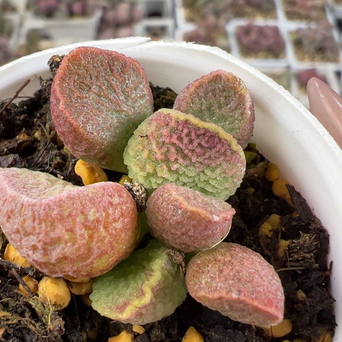 实生底叶苗纹路款多肉植物水泡实生新品