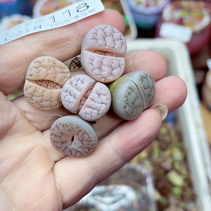 郎哥多肉生石花18-118