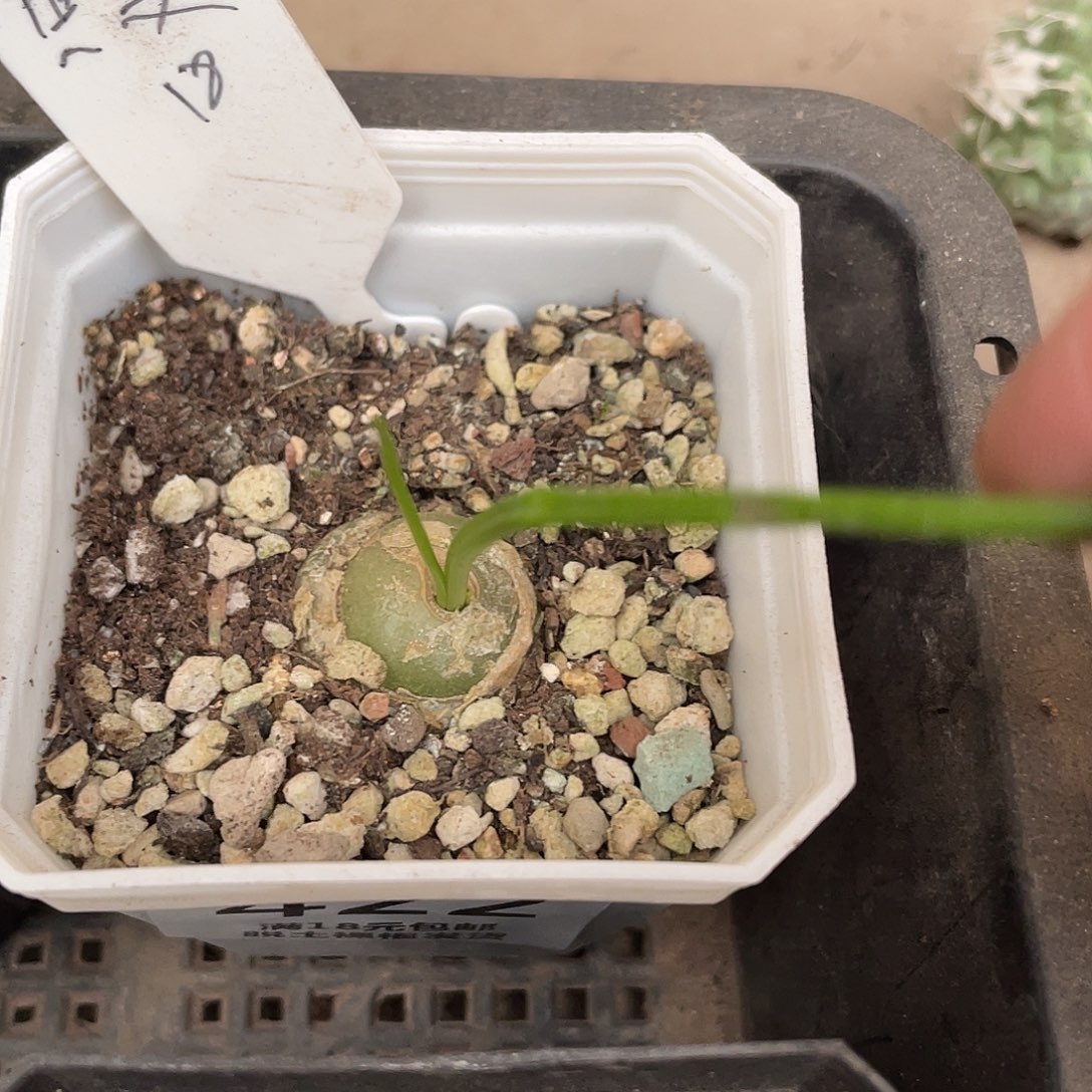 432苍角殿（满18元包邮）