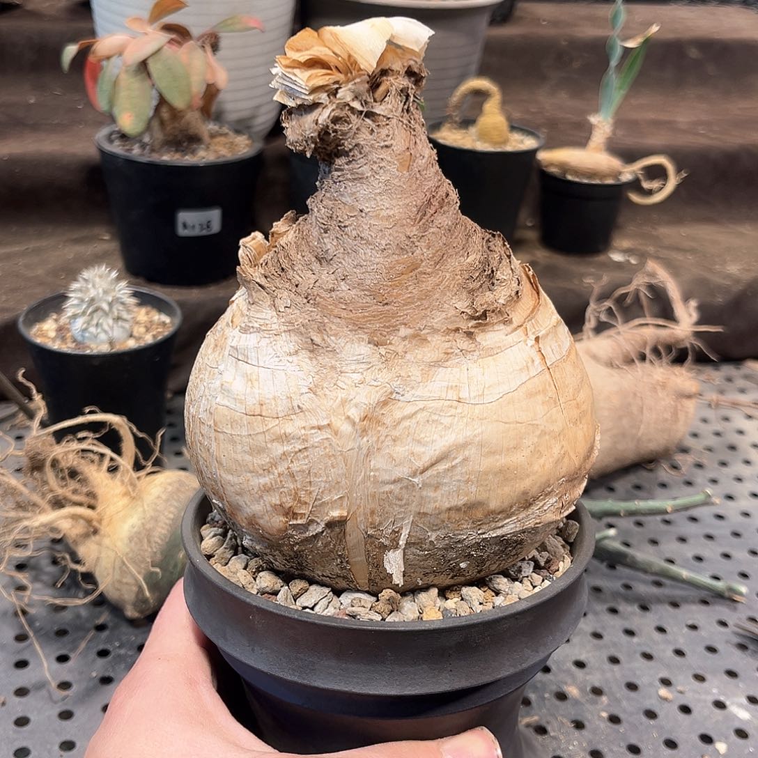 巨凤之卵1111111111