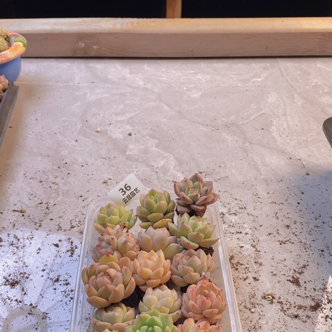 一物一拍。      036