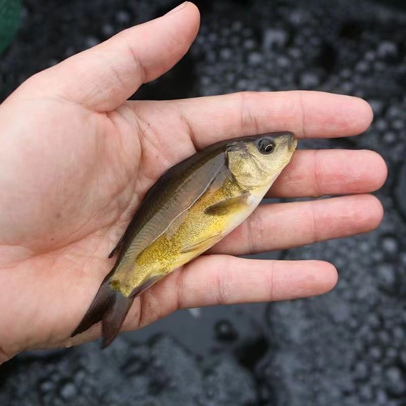 裸鲤鱼三道鳞活体发货无甲鲤鱼淡水常温各地可养可食用可观赏鱼