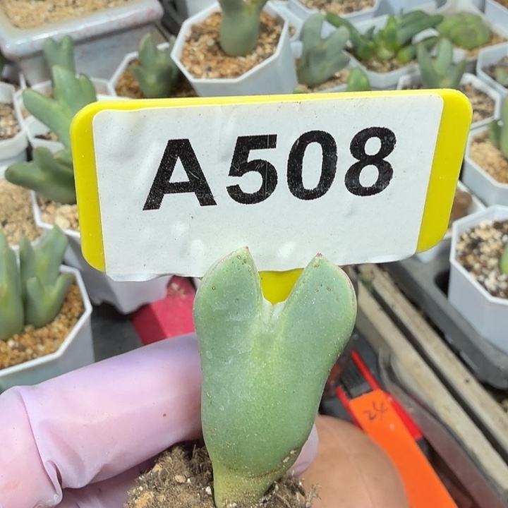 小***子508mmmmmmnnnmmmmmn