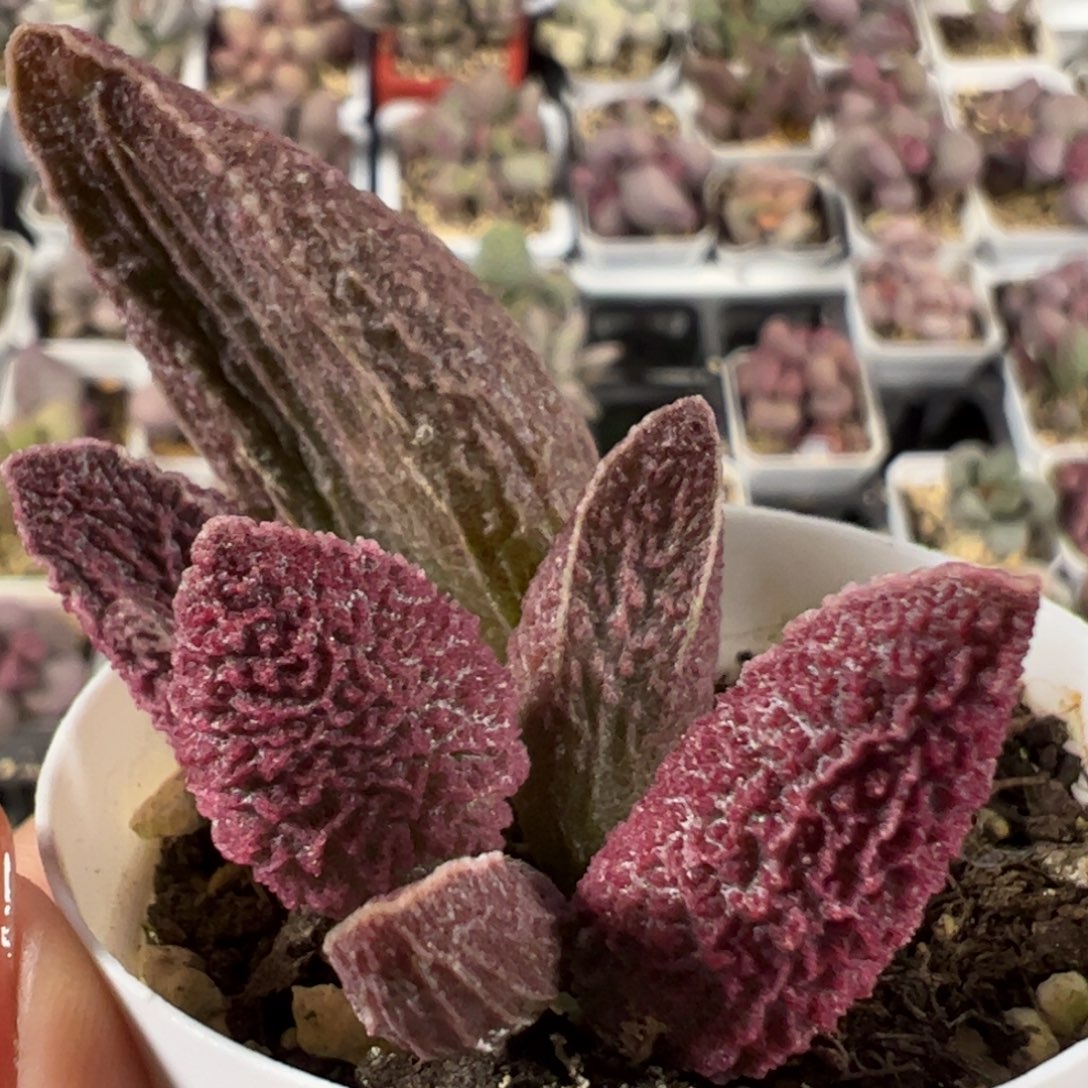 古灵阁大苗多肉植物水泡