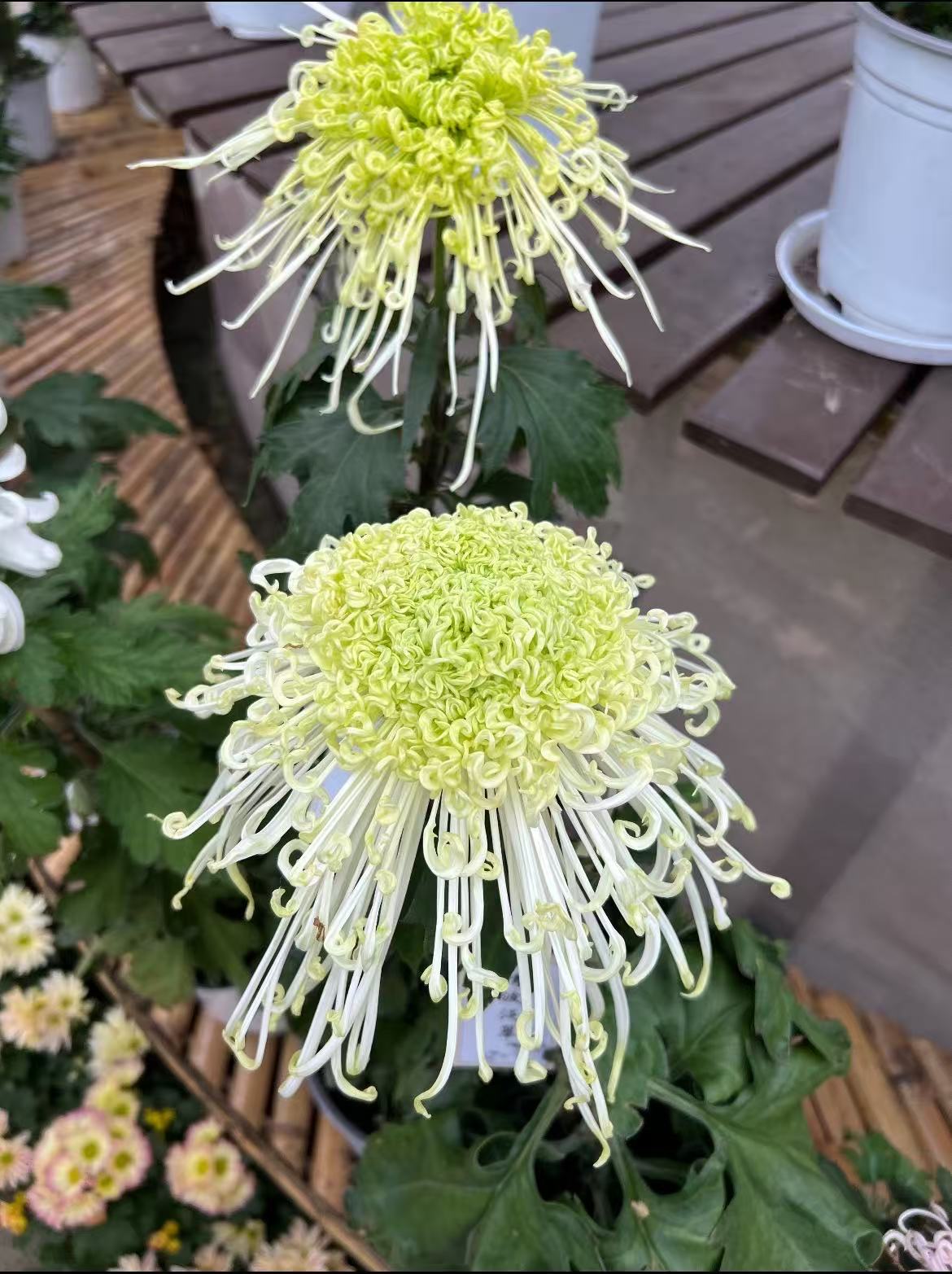《花苞发货》《清波泛翠》九月大花富贵菊简单好养护