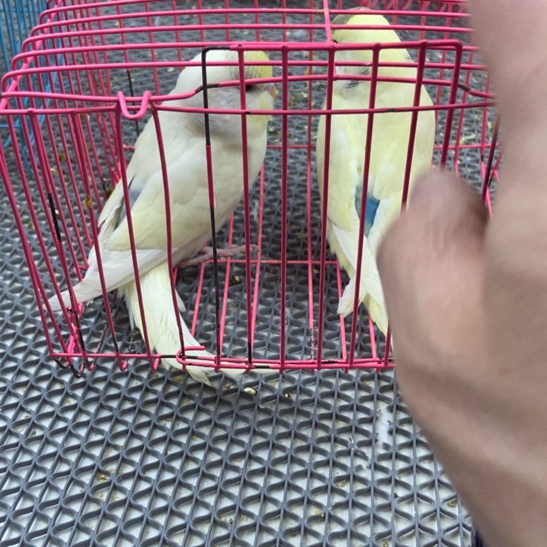乖***女虎皮鹦鹉虎皮鹦鹉