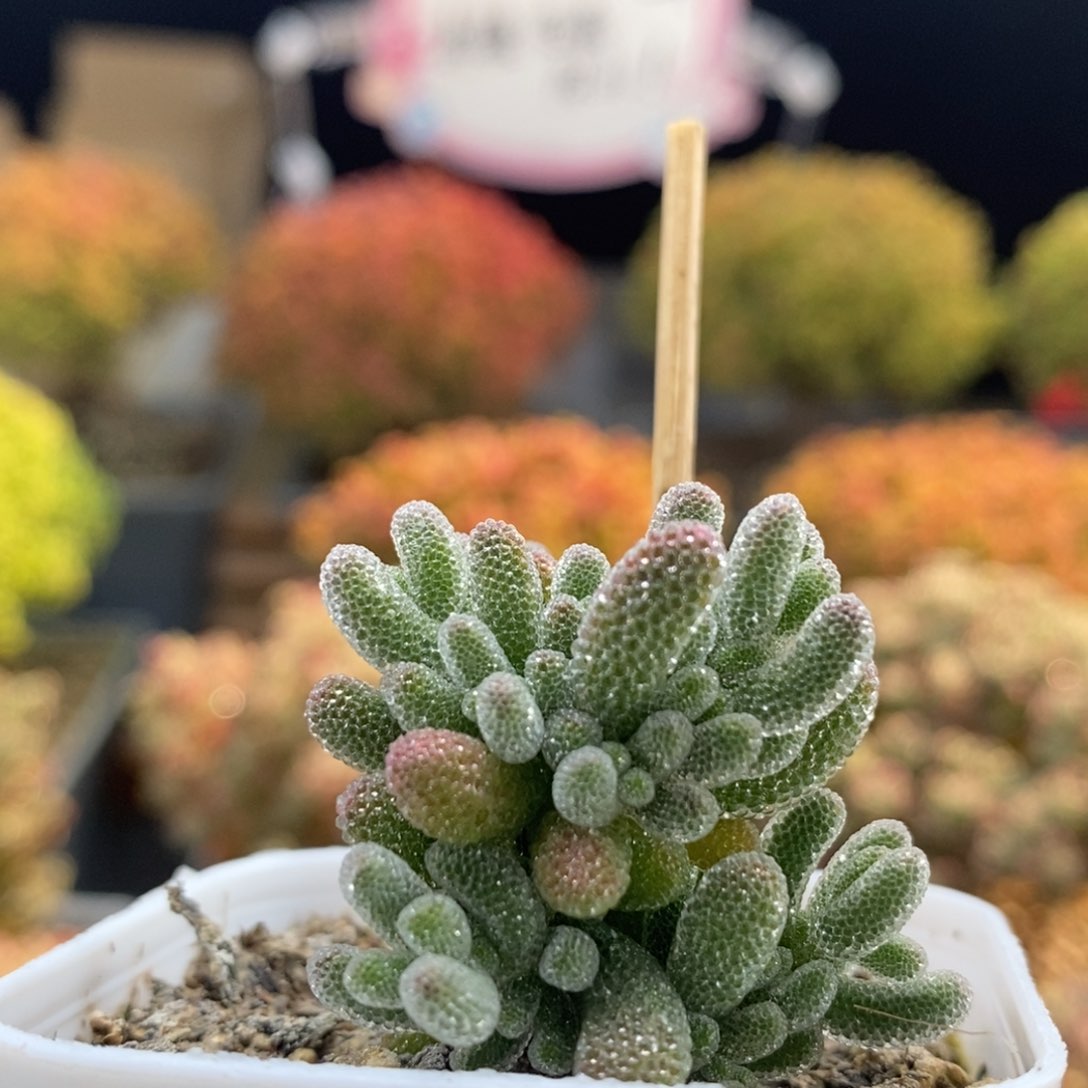 优选冰晶0948枝干番杏