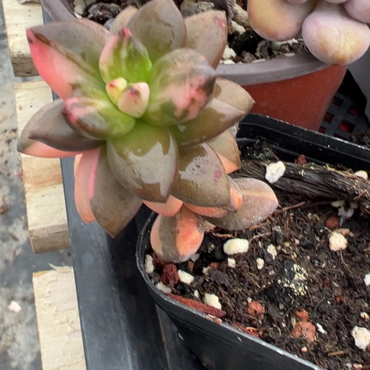 黑美人锦多肉植物多肉植物