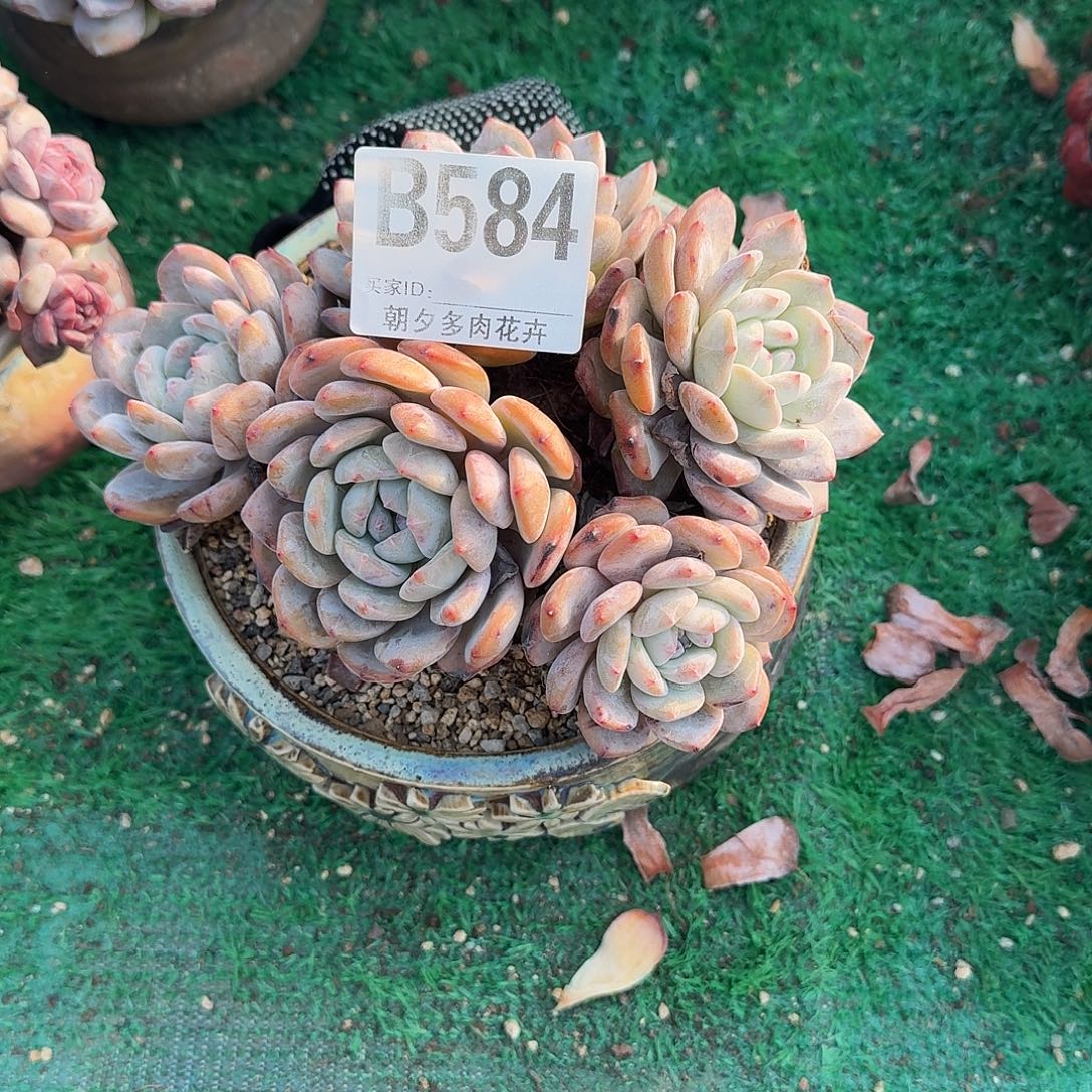 雅***贝橙子5头呀呀呀呀呀