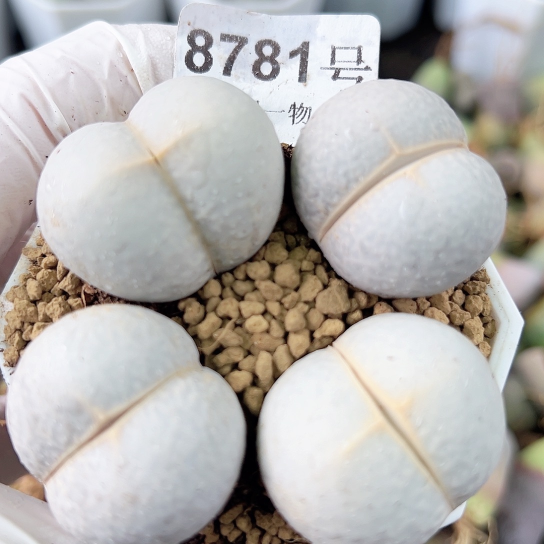 8781四年超级大高尔夫4个3cm