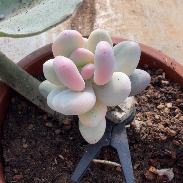 奶酪锦，多肉锦多肉