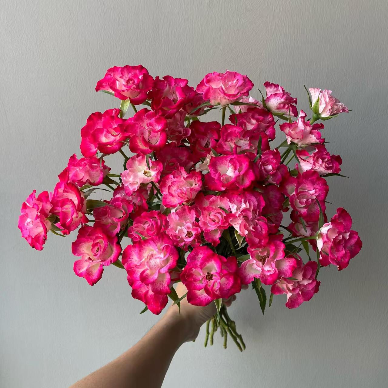 【买一送一】小头画扇泡泡10支  多头玫瑰  云南基地鲜花 直发