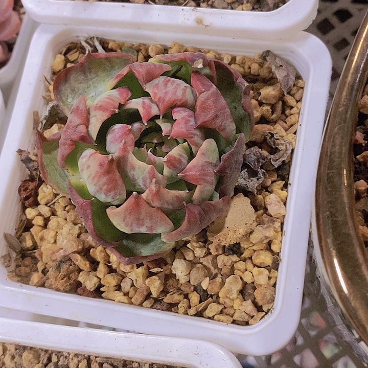 正版宽叶惊鸿仙子