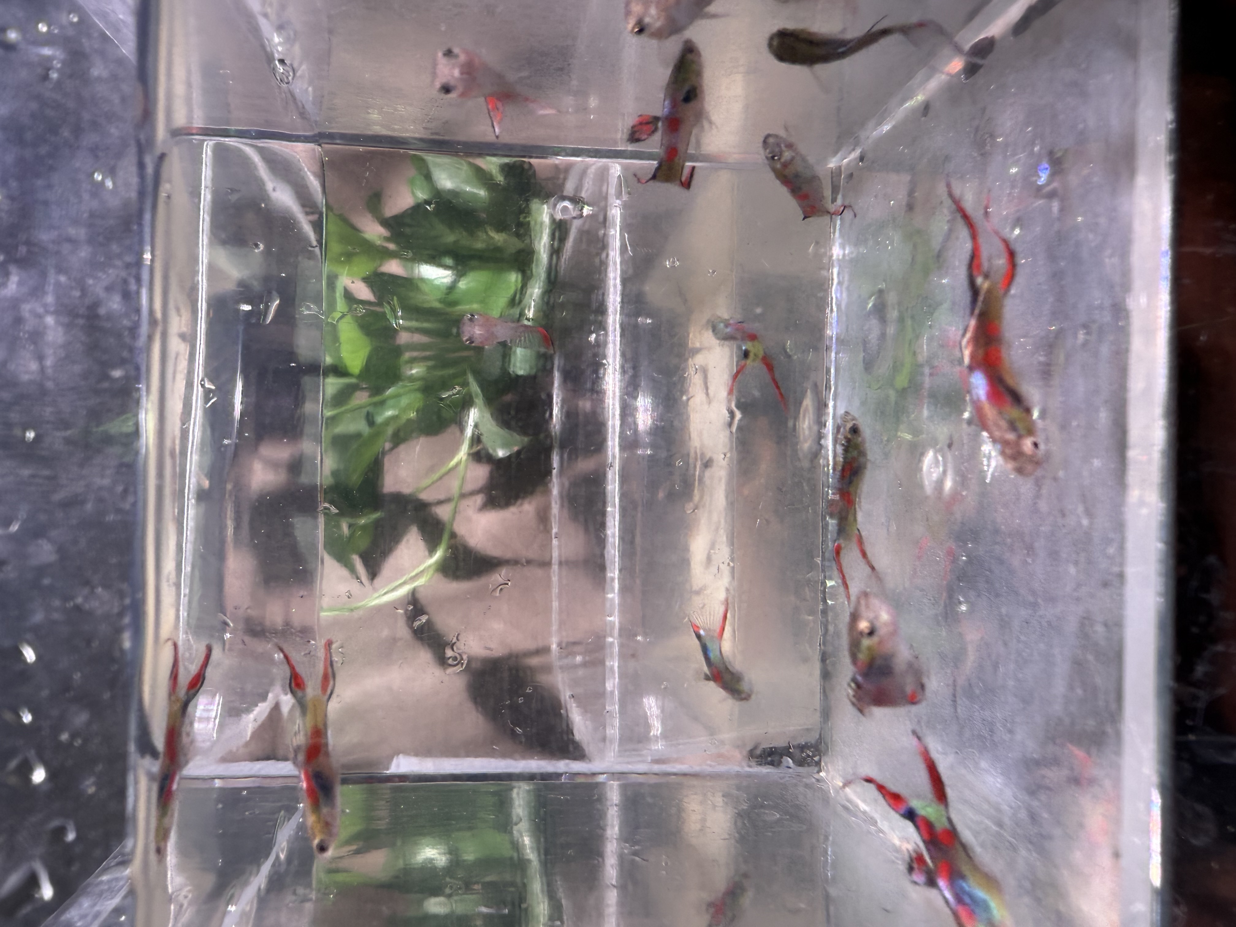 安格拉斯双箭小型淡水热带观赏鱼孔雀鱼好养耐活适合练手