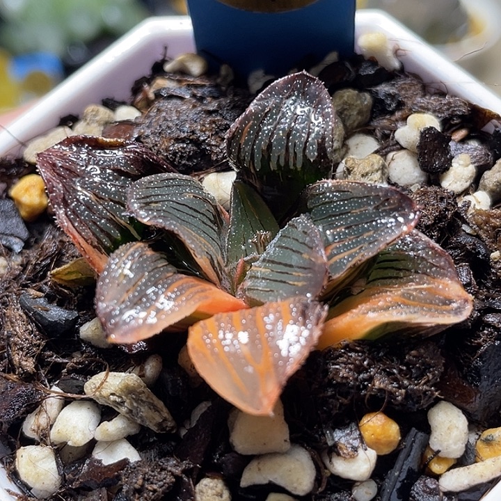 659夜想之森锦福利一物