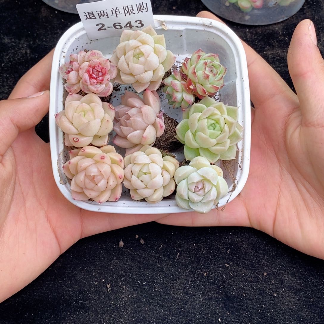 2-643 新疆西藏内蒙不发其他12.8包邮两到三公分多肉