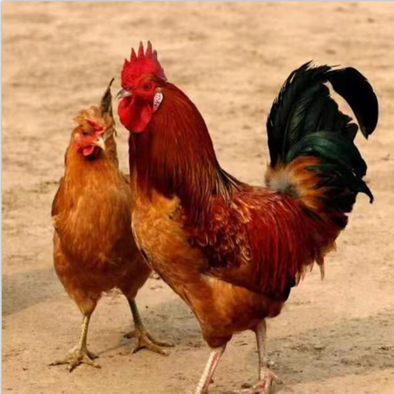 营养均衡好喂养好饲料