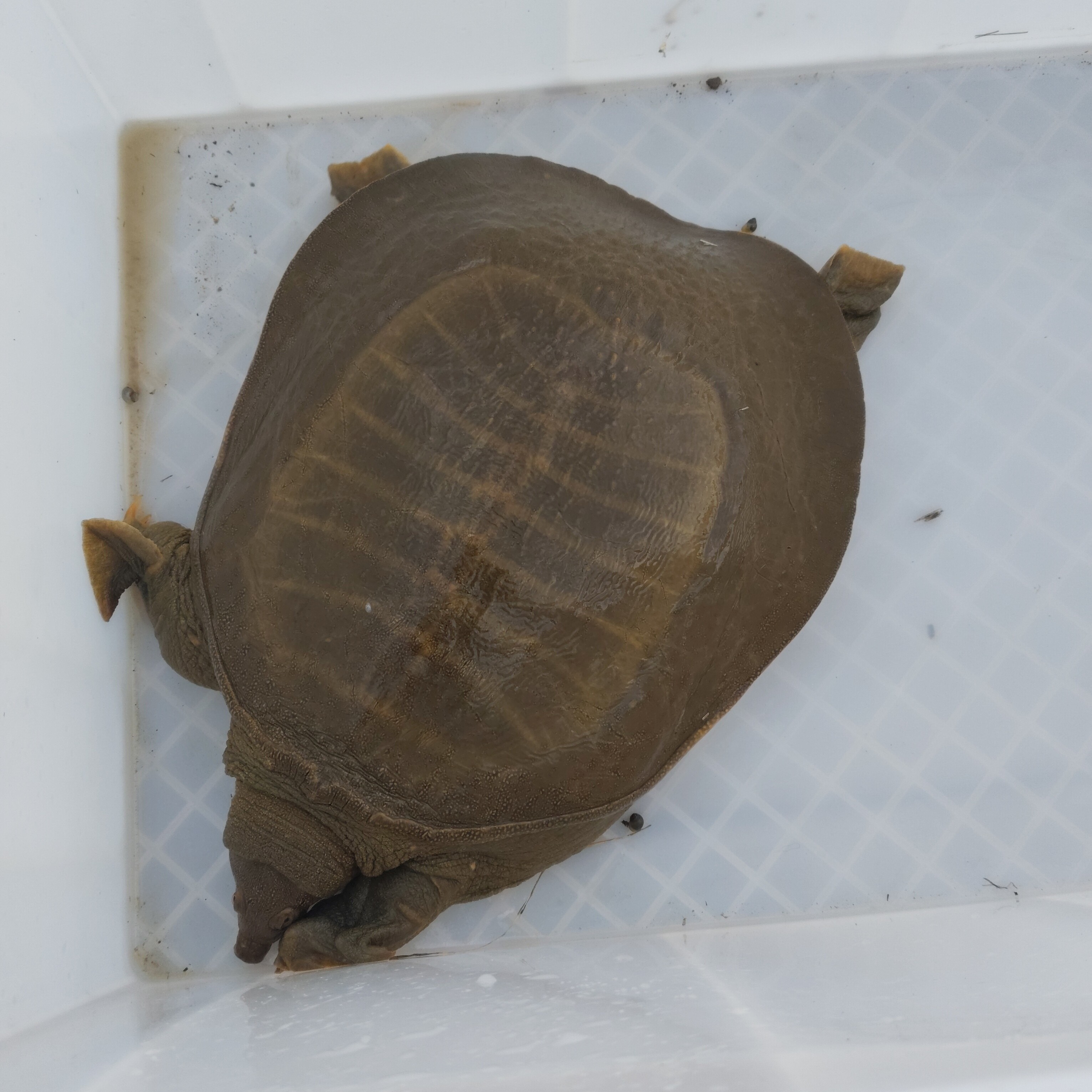 外塘生态黑花甲鱼中华鳖鲜活水产现场称重顺丰包邮